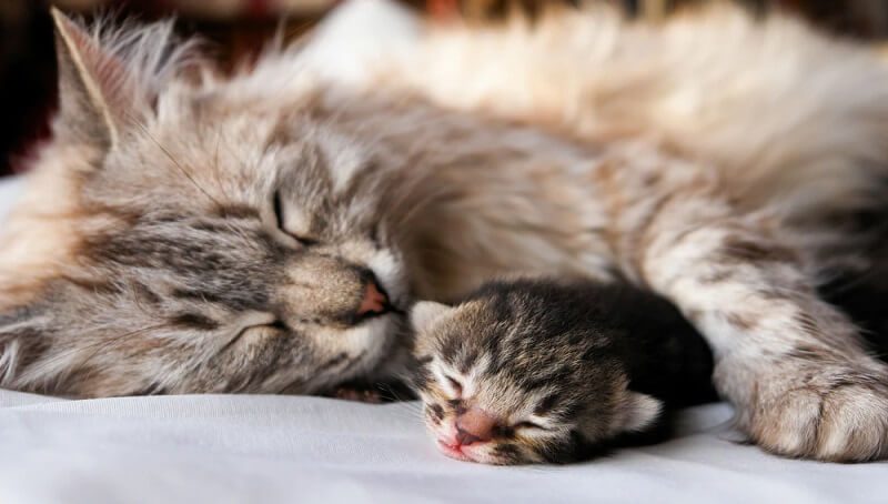 When Can a Cat Go Outside After Giving Birth? 2 Cat Going Outside After Birth