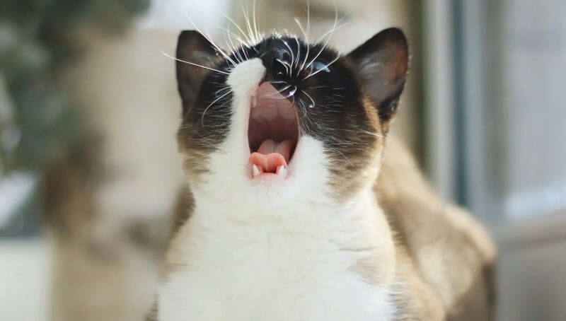 A Cat’s Meow Is Weak And Raspy - What To Do? 3 Cat Meowing