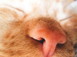 Cat Nose Black Boogers