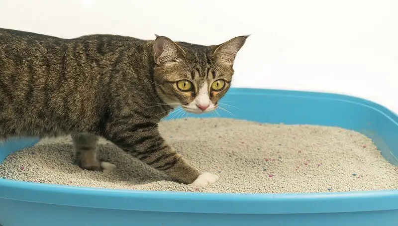 Your Cat Hasn’t Peed Or Pooped In 2 Days, What Can You Do? 4 Cat Not Pooping