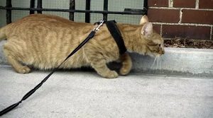 Cat on Leash Walking Low
