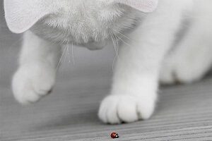 Cat Playing with Ladybug