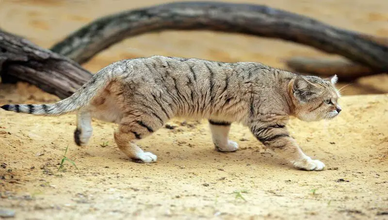 Cat Walking Down and Meowing