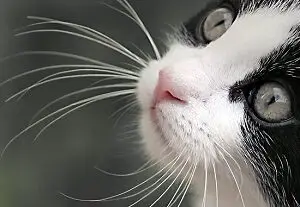 Cat WIth Long Whiskers
