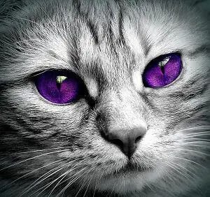 Cat With Very Purple Eyes