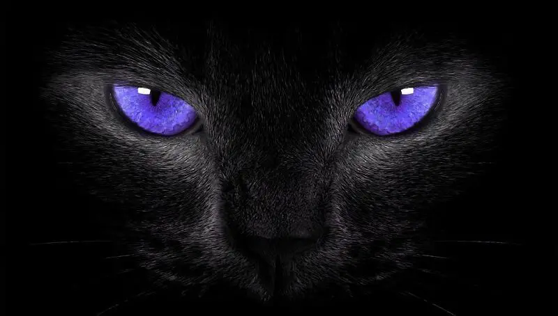 Cat With Purple Eyes