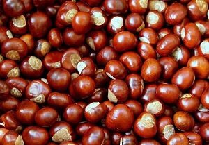 Chestnuts for a Dog