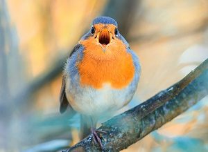 How To Get Birds To Stop Chirping Outside? - Petculiars
