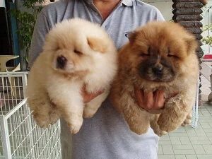 Chow Chow Puppies