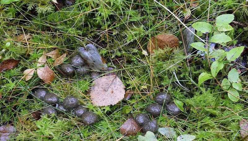 Cleaning Rabbit Poop From Grass