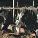 Cows in Heat