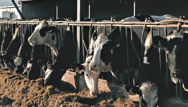 Cows in Heat