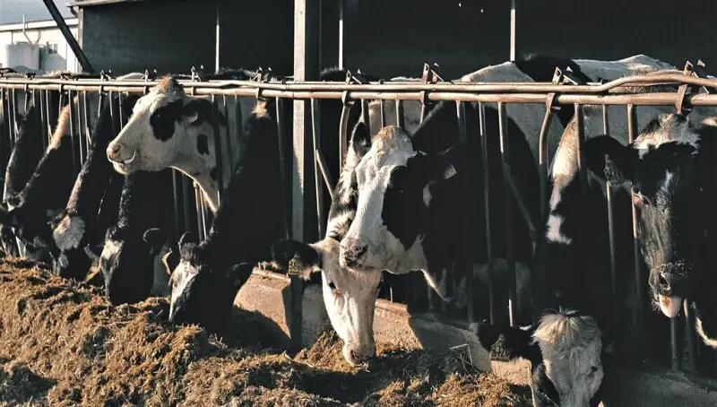 Do Cows Have Periods? 4 Cows in Heat