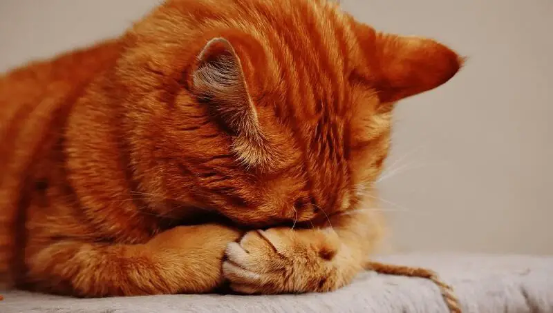 Depressed Cat After Spay