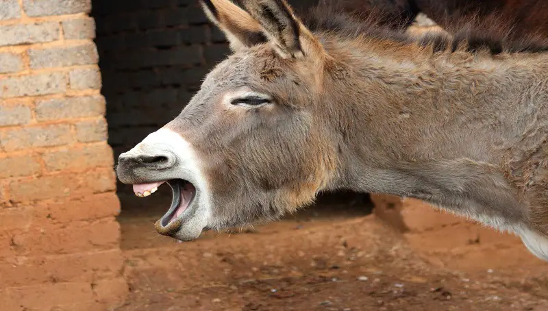 Do Donkeys Laugh?