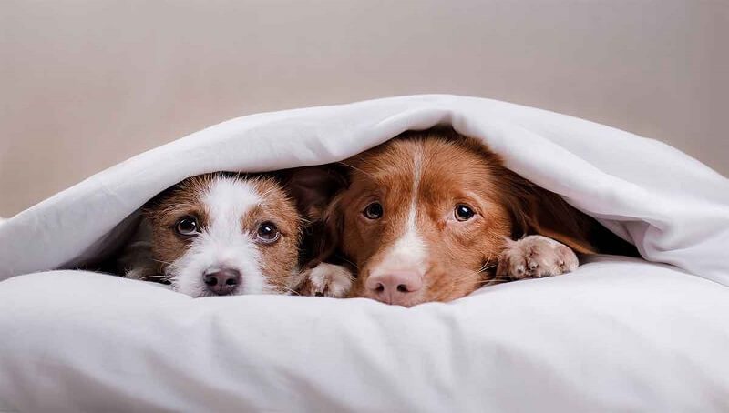 Dog Is Scared Of You Because You Beat Him? Do This 2 Dog Afraid Of Me
