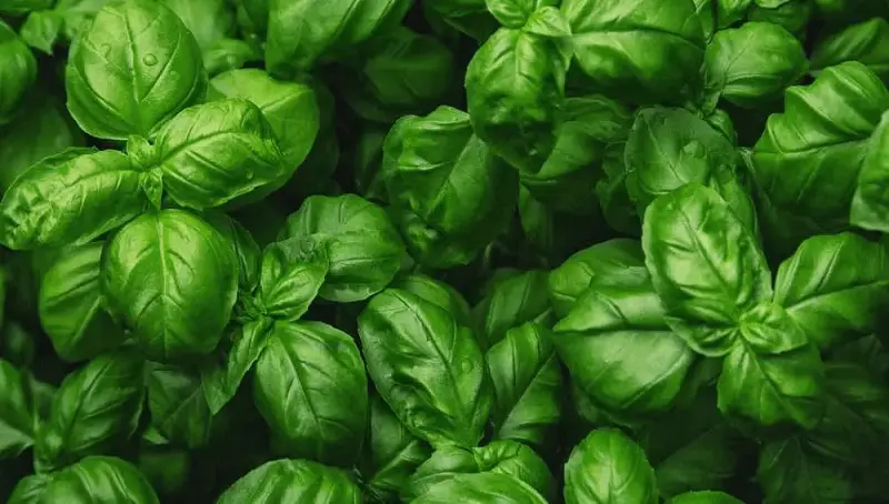 Can Dogs Eat Basil? Any Benefits or Risks? 4 Dog Eating Basil
