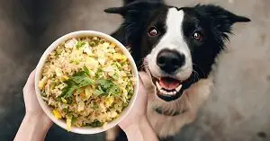 Dog Eating Rice