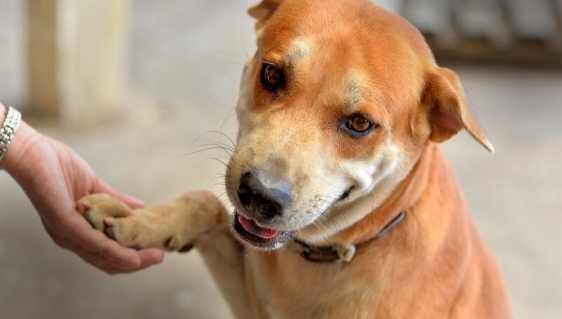 Dog Knows It Has Been Rescued