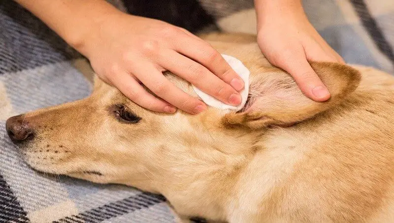 Are Dog’s Ears Supposed To Be Warm? 4 Dog WIth Hot Ears
