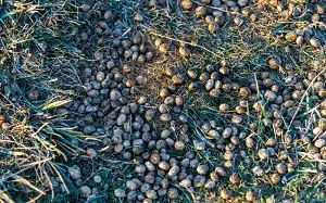 Effects of Rabbit Poop on Grass