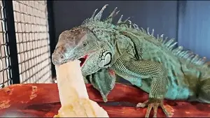 Feeding Banana to Iguana