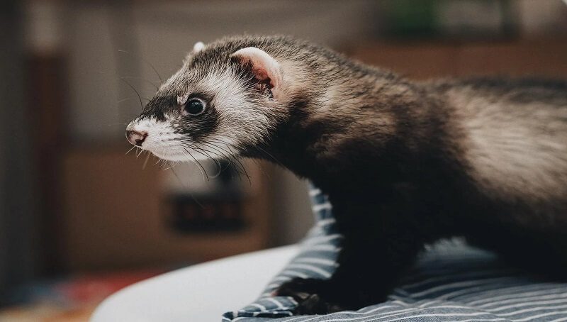 Can Ferrets Eat Bacon