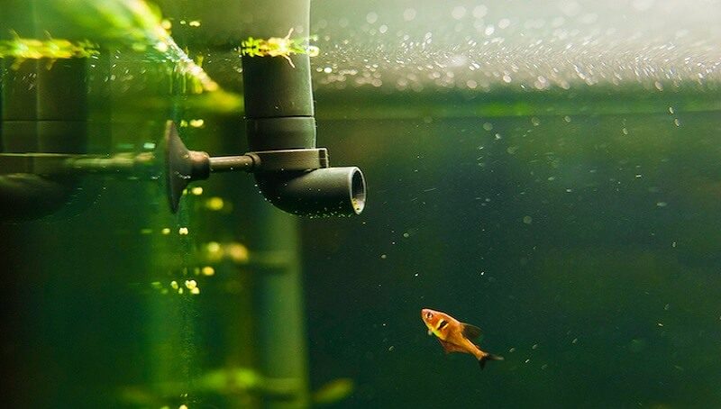 Fish Stuck to Filter