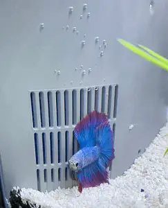 Fish Stuck to Intake