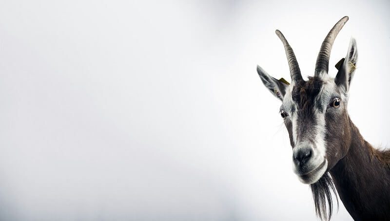 Pet Goat Names - Over 350 Names To Pick From 2 Goat Name Lists
