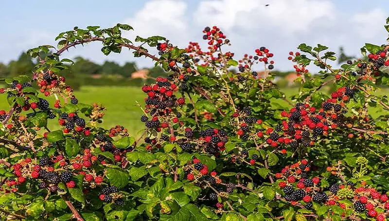 Do Goats Eat Blackberry Bushes