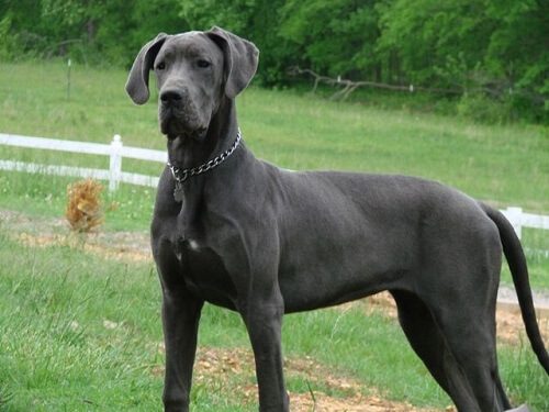 Great Dane