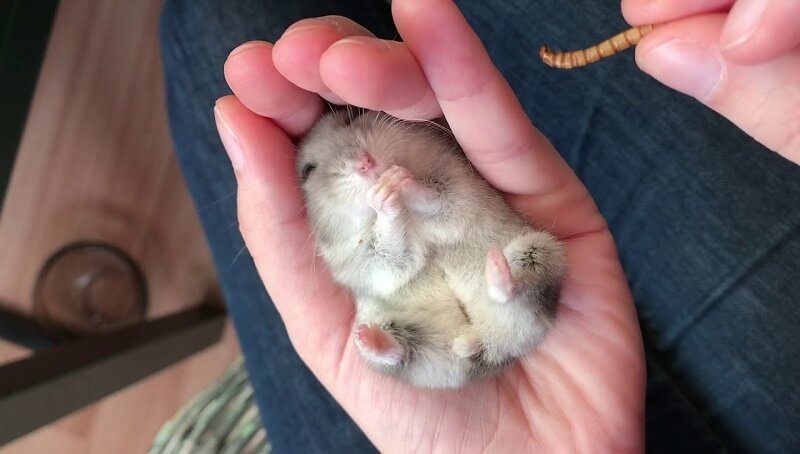 Hamster Eating Mealworms