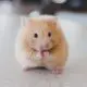 Hamster Eating Orange