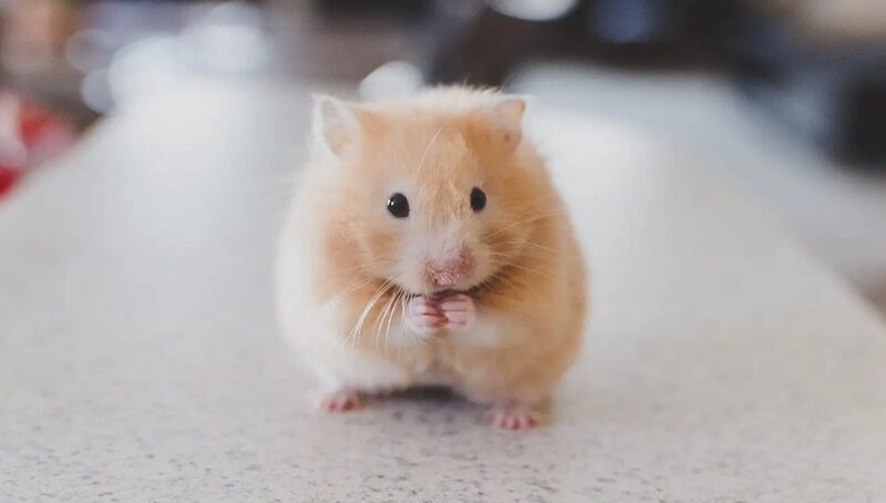 Hamster Eating Orange