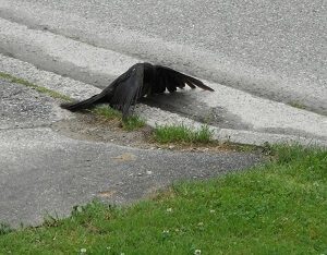 High Bird