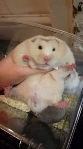 Huge Hamster