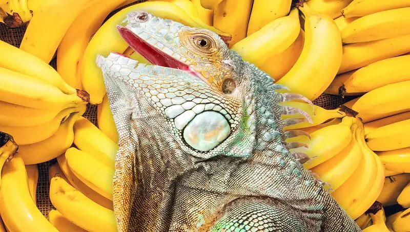 Iguana Eating Bananas