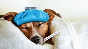 Ill Dog With Fever
