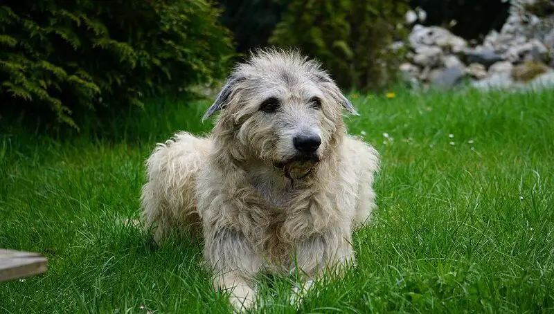 Irish Wolfhound Shedding