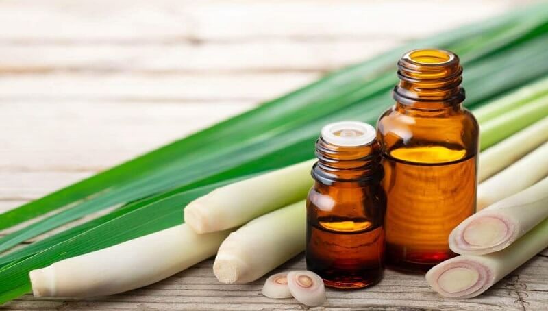 Can Dogs Eat Lemongrass? Is It Safe for Them? 2 Is Lemongrass Safe For Dogs