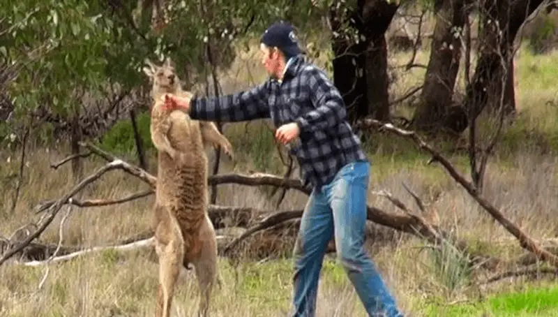Kangaroo vs Human
