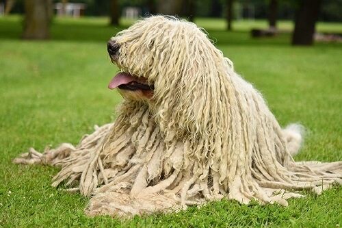 Komondor Dog