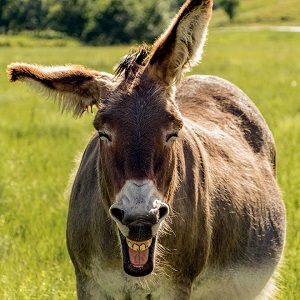 Laughing Donkey