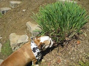 Lemongrass Safe for Dogs