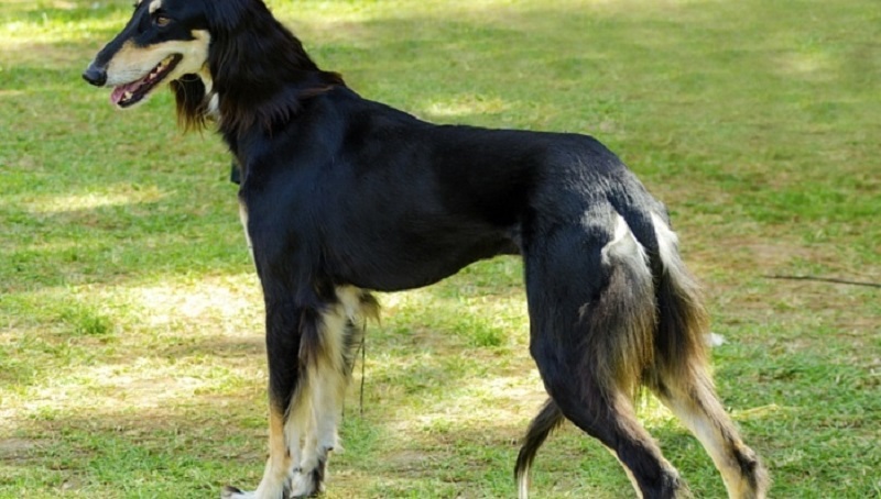 Long-Legged Dogs