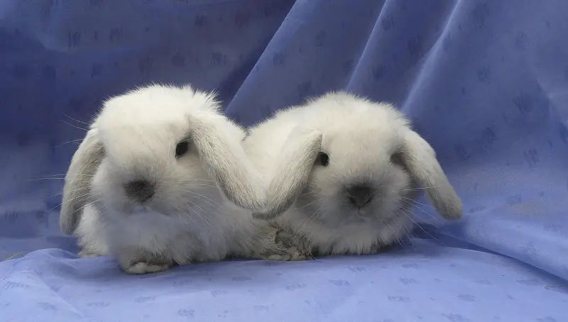 Mini Lop Lifespan