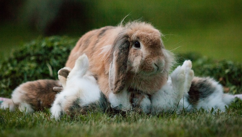 Mother Rabbit Calling Her Babies