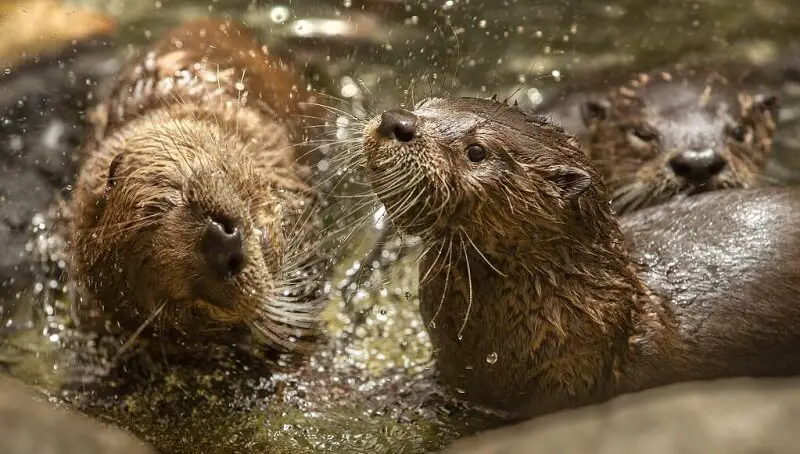 Otters vs Beavers