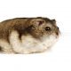Overweight Hamster